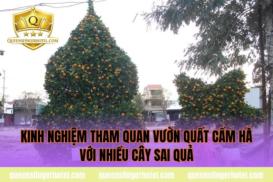 kinh nghiệm tham quan vườn quất Cẩm Hà với nhiều cây sai quả