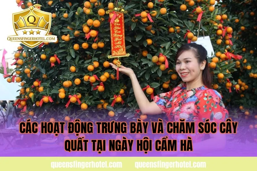 các hoạt động trưng bày và chăm sóc cây quất tại ngày hội Cẩm Hà