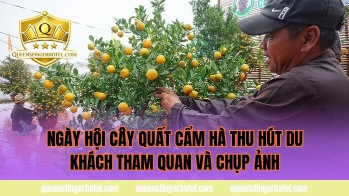ngày hội cây quất Cẩm Hà thu hút du khách tham quan và chụp ảnh