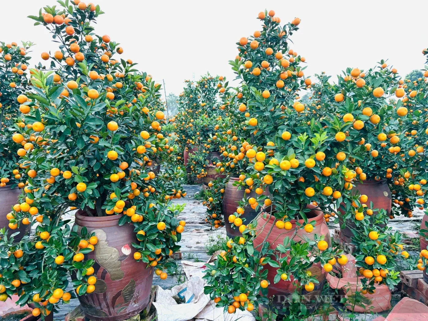 Chạm xuân Đà Nẵng tại ngày hội cây quất Cẩm Hà lần thứ X