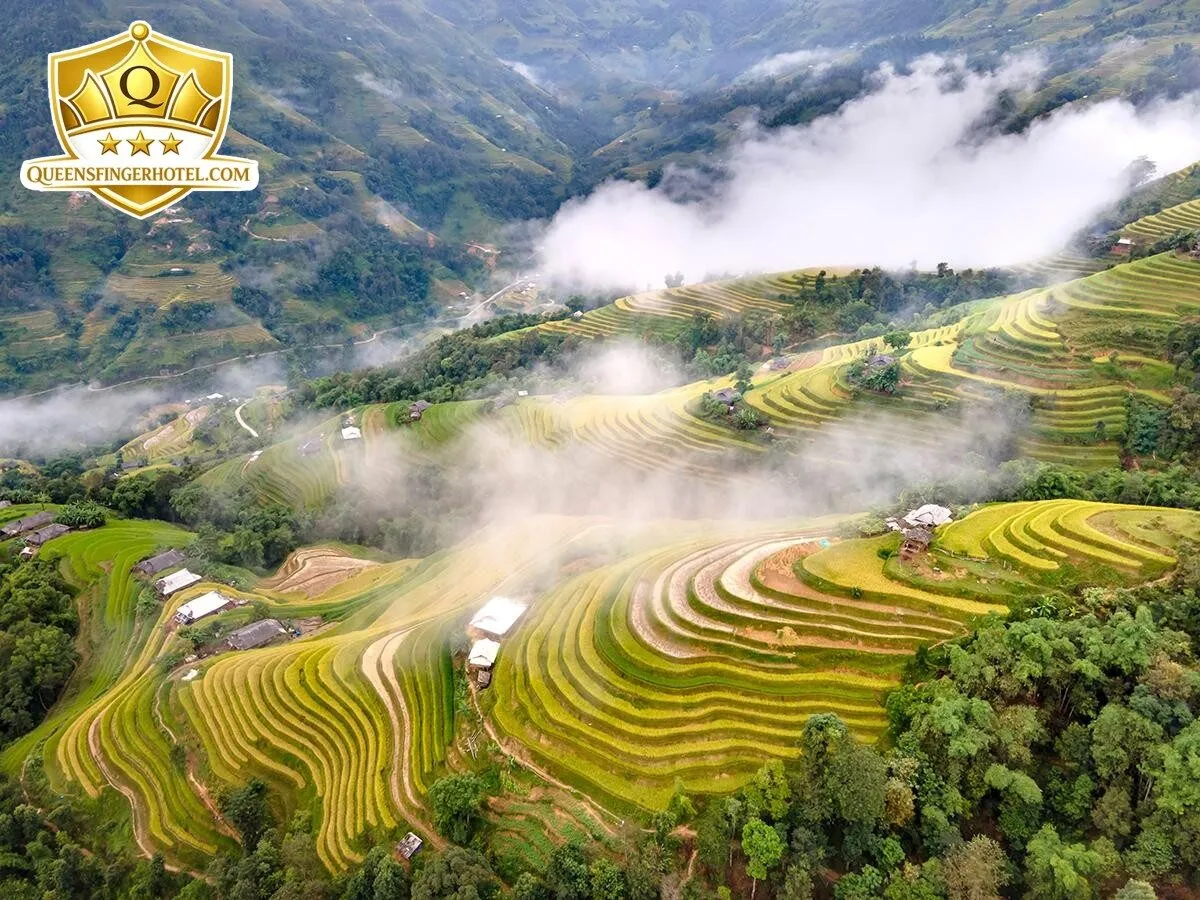 Ruộng bậc thang Sapa mùa lúa chín vàng rực vùng Tây Bắc